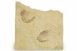 Two Cretaceous Fossil Shrimp - Lebanon #323726-1